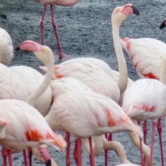 Phoenicopterus roseus