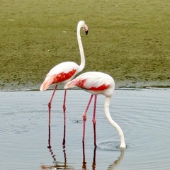 Phoenicopterus roseus