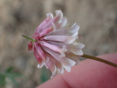 Trifolium productum