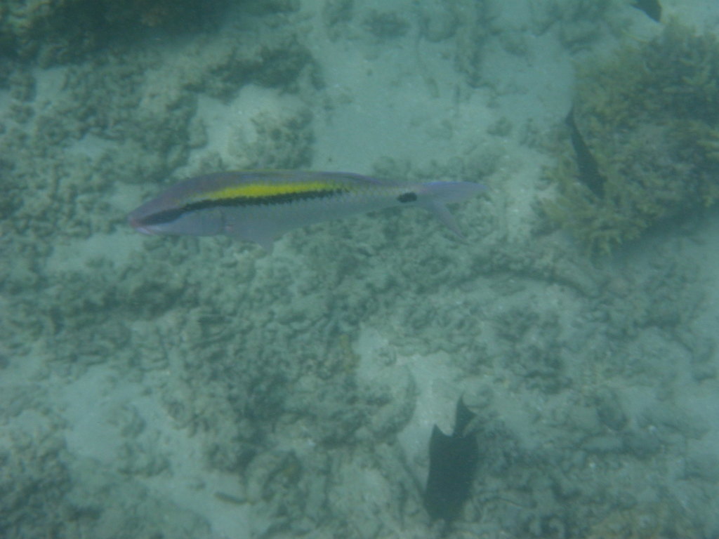 Dash-and-dot goatfish