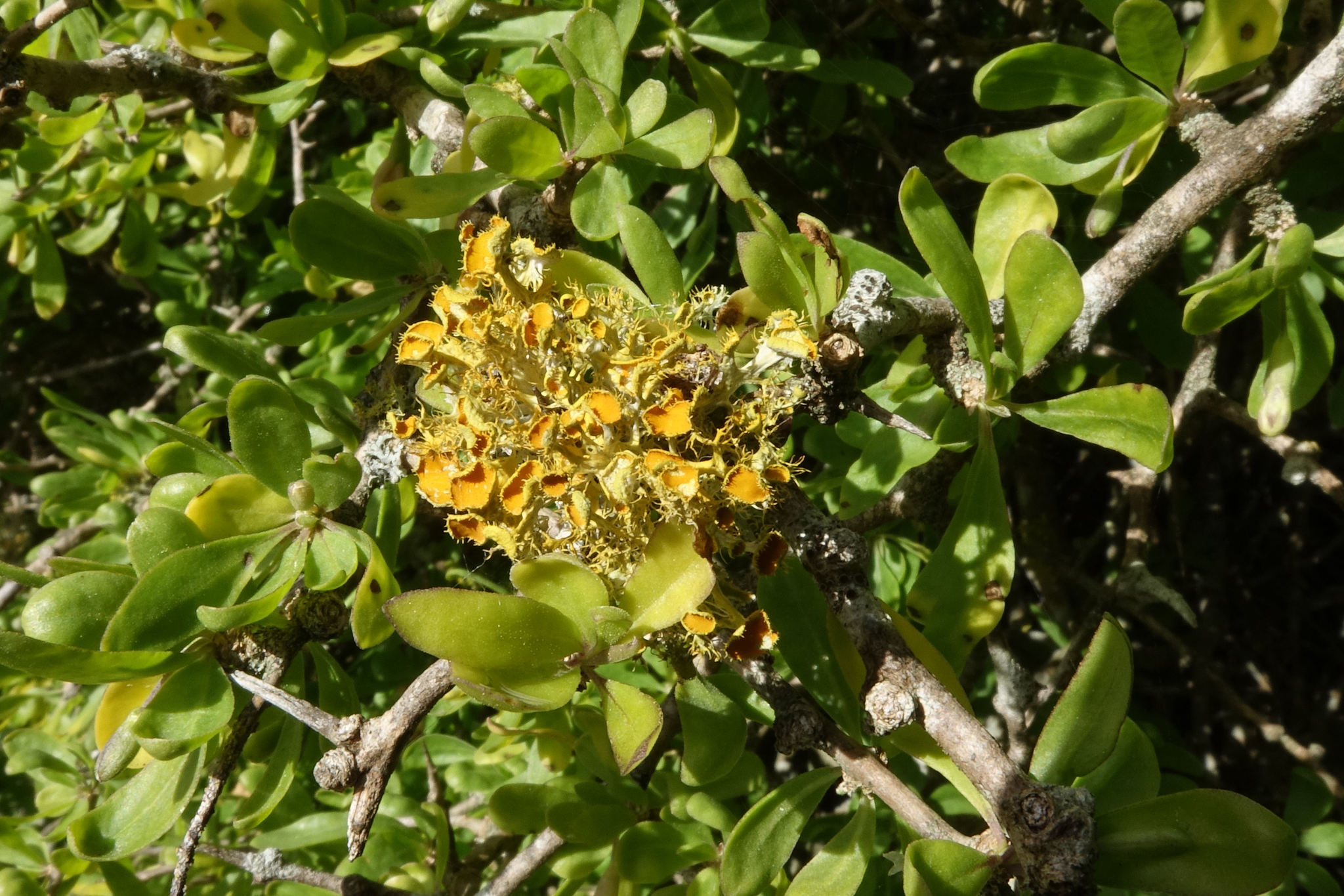 Teloschistes chrysophthalmus image