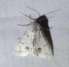 Acronicta vulpina