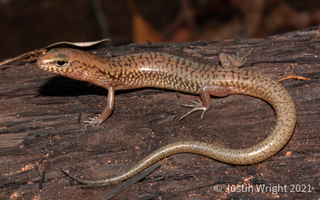 Northern Bar-Lipped Skink