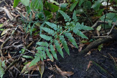 Asplenium lyallii