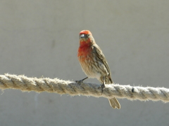 Haemorhous mexicanus