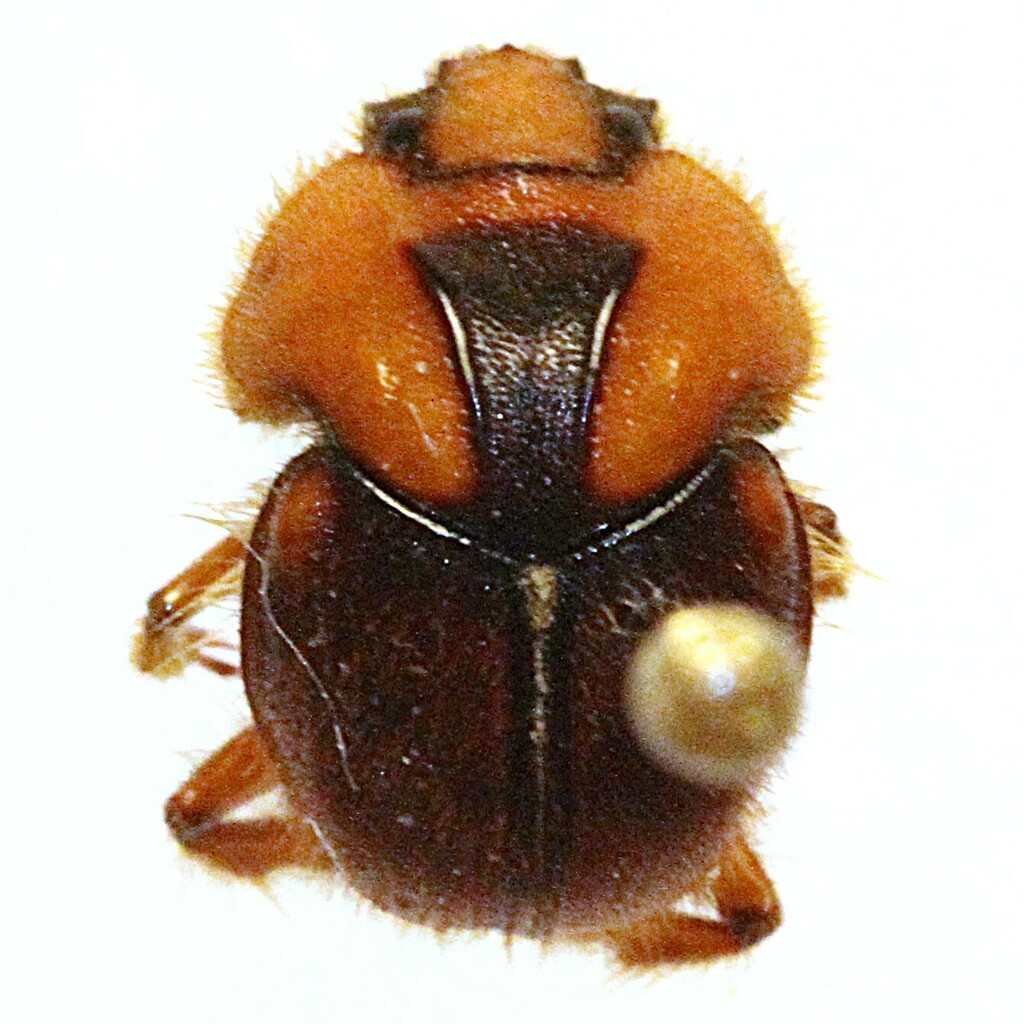Neoathyreus versicolor