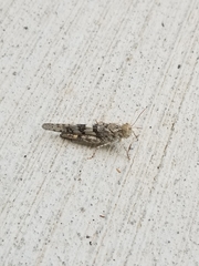 Trimerotropis pallidipennis