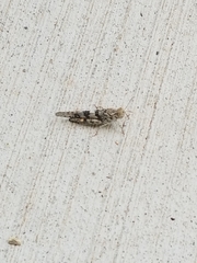 Trimerotropis pallidipennis