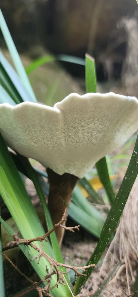 Sanguinoderma rude · February 2025 · photo: © nic93 (iNaturalist, CC)