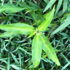 Commelina virginica