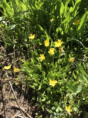 Ranunculus alismifolius