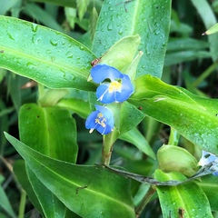Commelina virginica