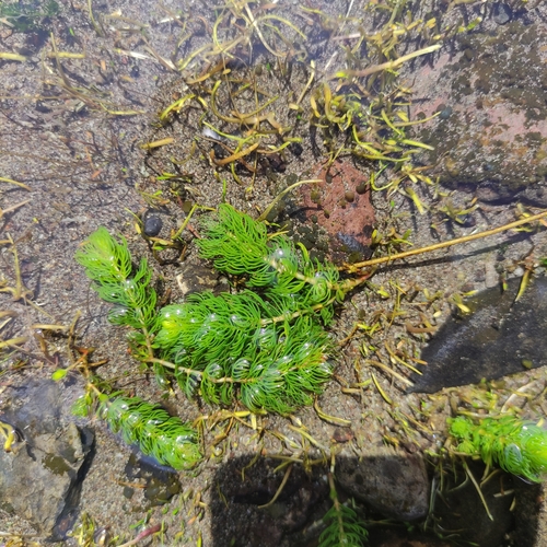 Image of new zealand water-milfoil by (c) Jenny Saito, some rights reserved (CC BY)