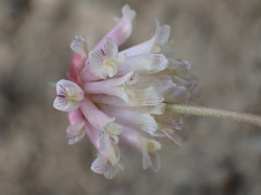 Trifolium productum