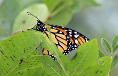 Danaus plexippus