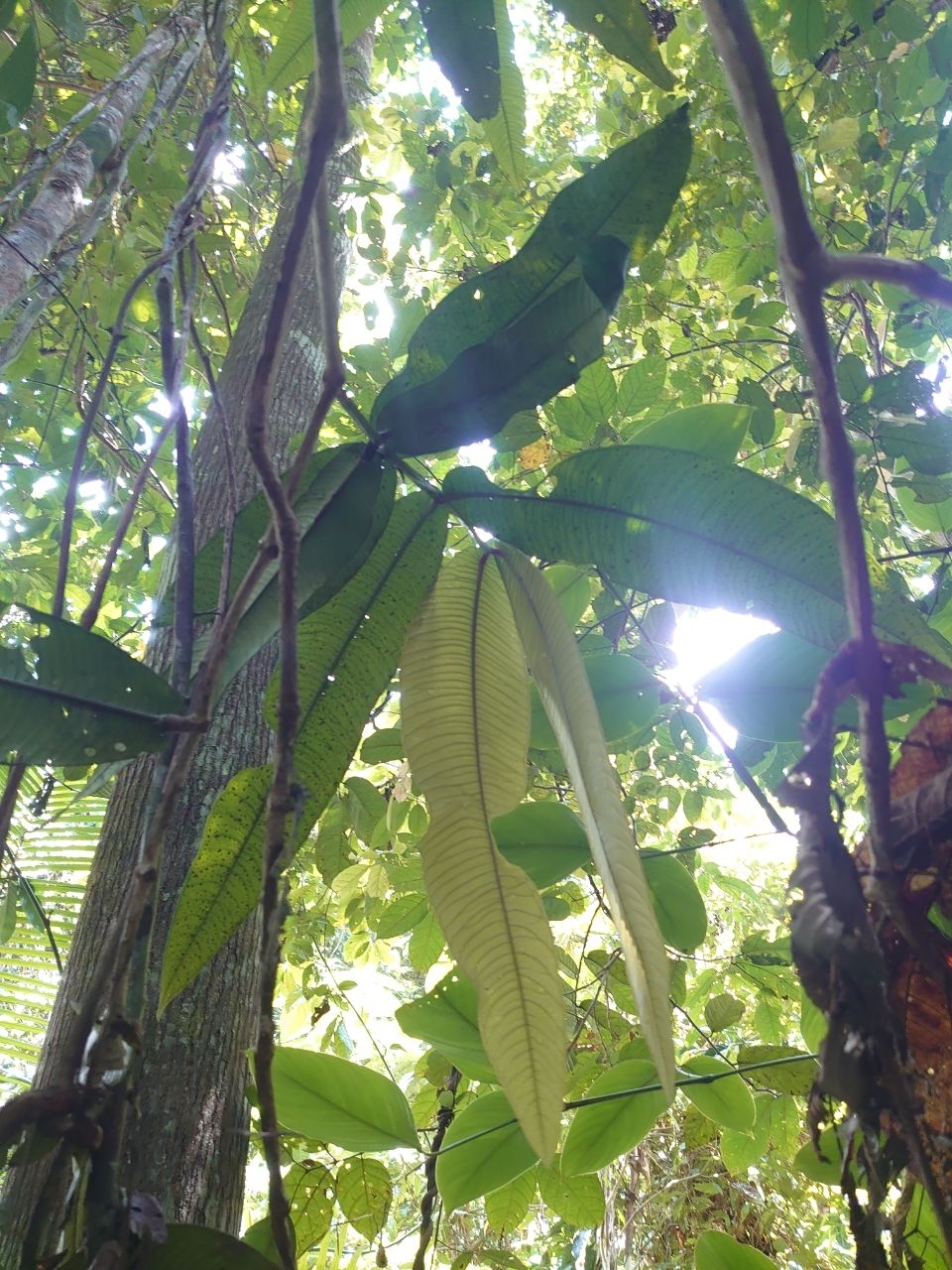 Syzygium jiewhoei · iNaturalist
