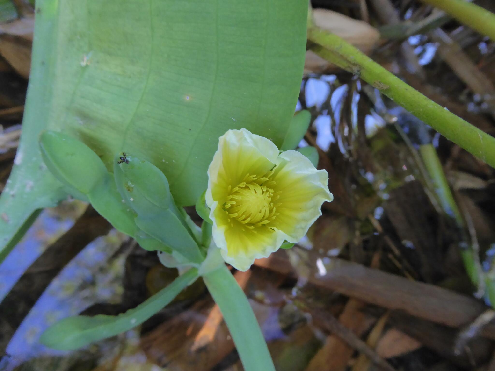 Imagem de Aguapé-banana