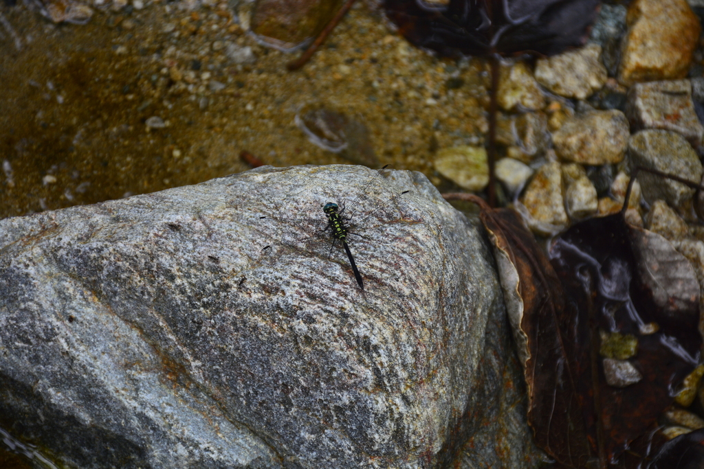 Diplacina militaris (Diplacina militaris)