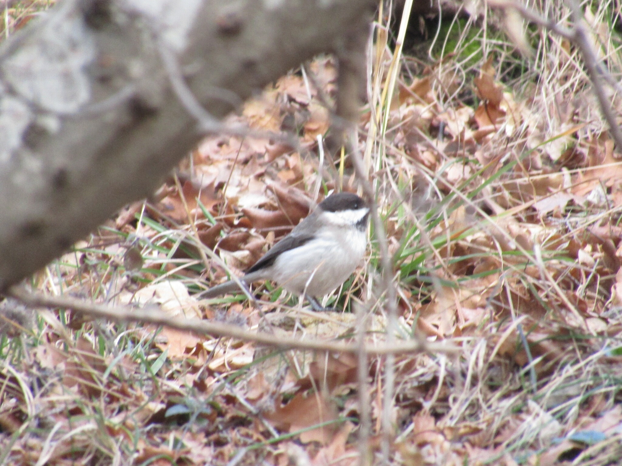 Sombre Tit (Poecile lugubris), photo 5