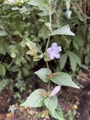 Strobilanthes flexicaulis, photograph (c) 黃美滿, some rights reserved (CC BY)