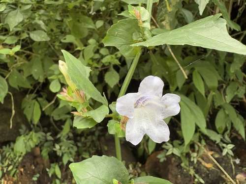 Strobilanthes flexicaulis, photograph 6