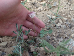 Trifolium productum