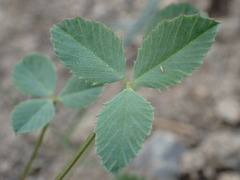Trifolium productum