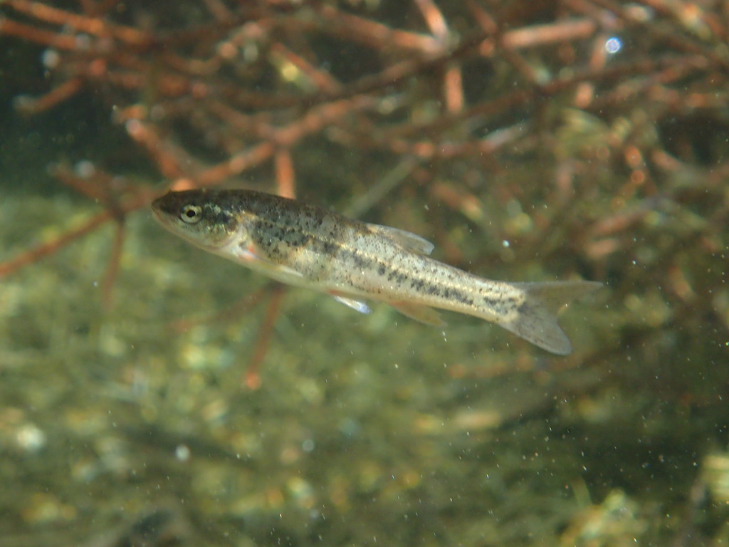 Western Speckled Dace