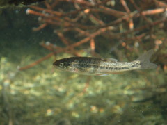 Rhinichthys osculus klamathensis