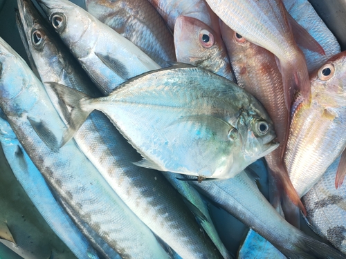 Cleftbelly trevally (Atropus atropos) — Carangidae — 5