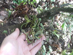 Pleopeltis polylepis