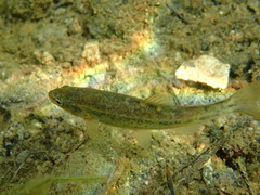 Rhinichthys osculus klamathensis