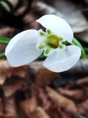 Galanthus elwesii