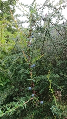 Berberis × stenophylla