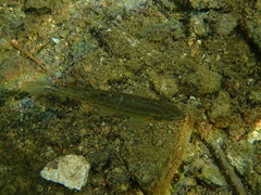 Rhinichthys osculus klamathensis