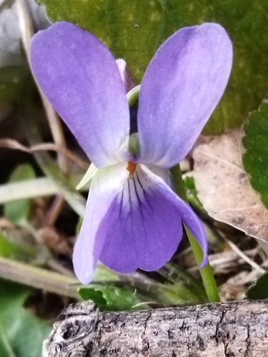 White violet (Viola alba)