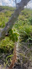 Harrisia adscendens, photograph author not stated, no rights reserved