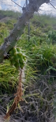 Harrisia adscendens, photograph author not stated, no rights reserved