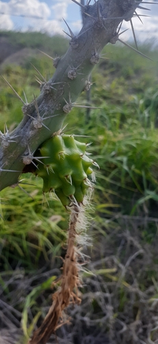 Harrisia adscendens, photograph 5