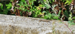 Podarcis muralis