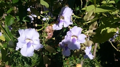 Thunbergia grandiflora image