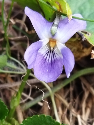 White violet (Viola alba)