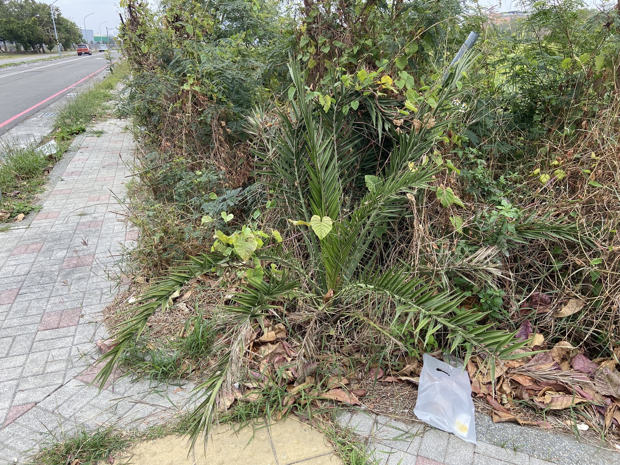 Imagem de Tamareira-anã