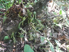 Pleopeltis polylepis