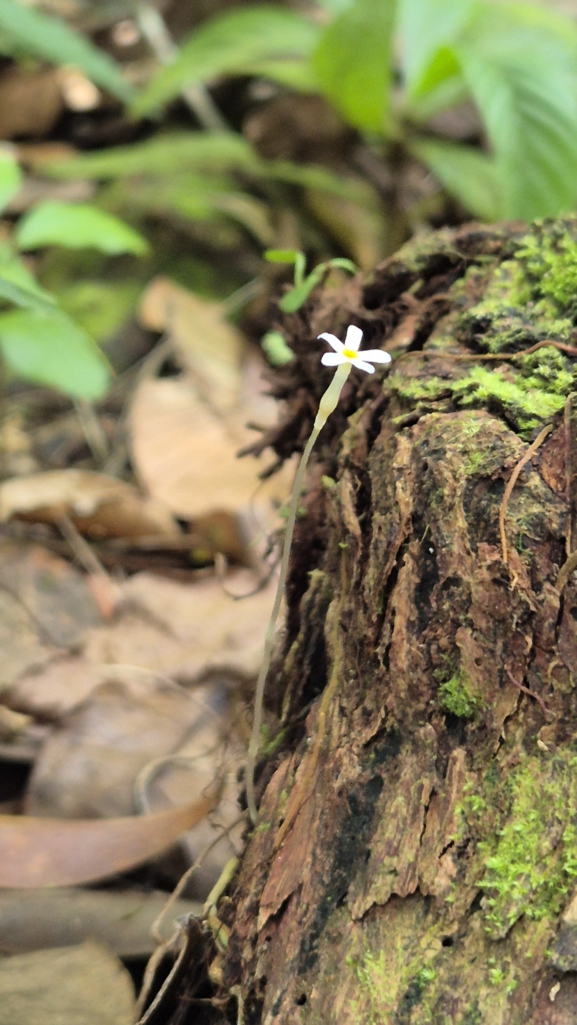 Imagem de Flor-de-fantasma