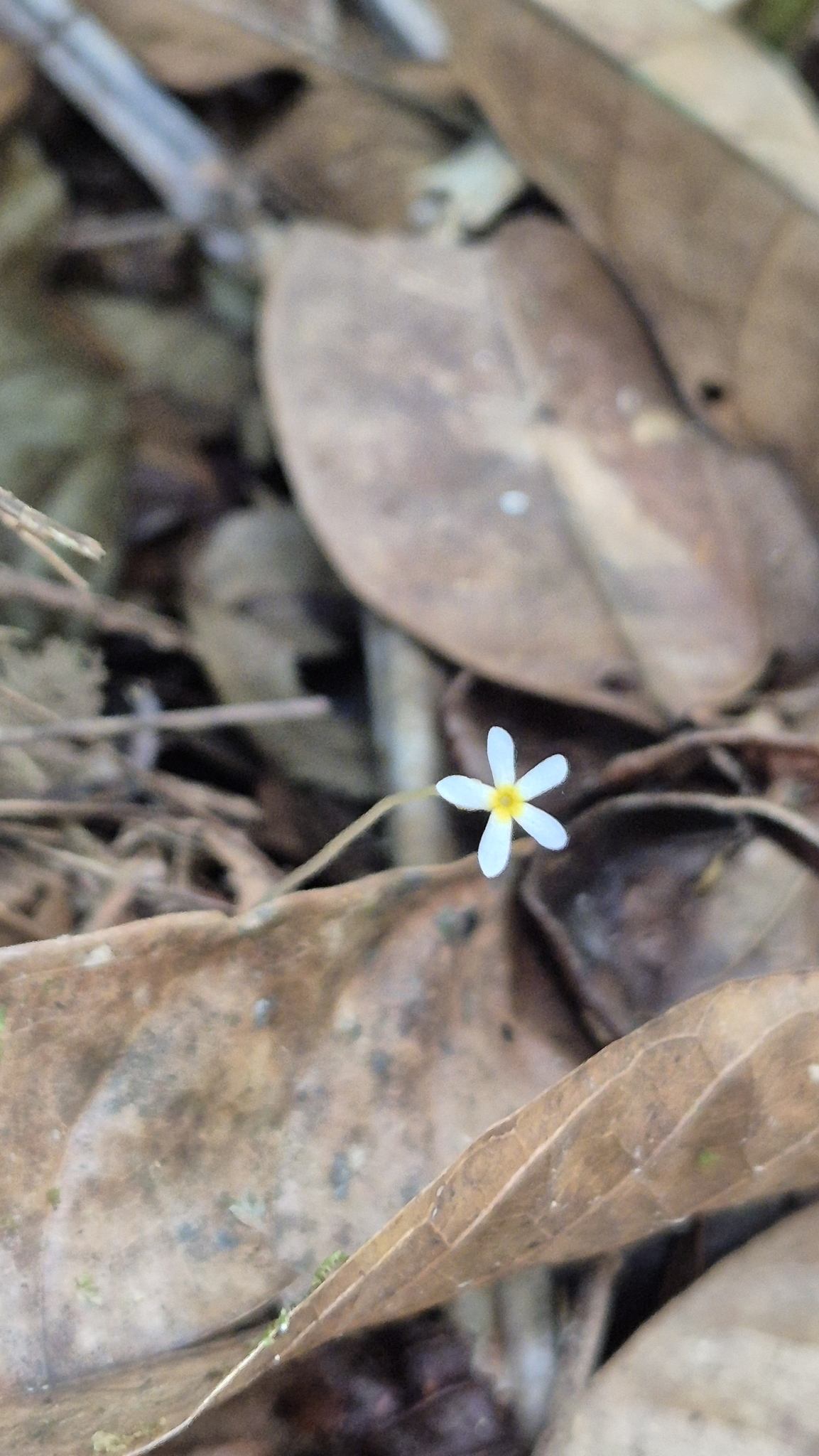 Imagem de Flor-de-fantasma