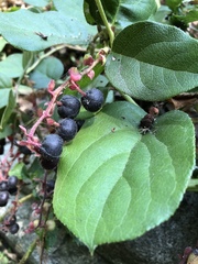 Gaultheria shallon