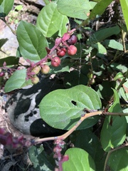 Gaultheria shallon