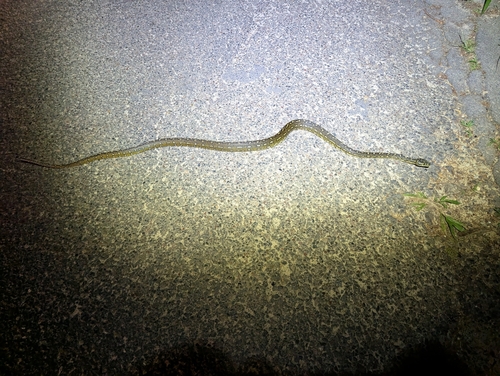 Diamond Python sighting