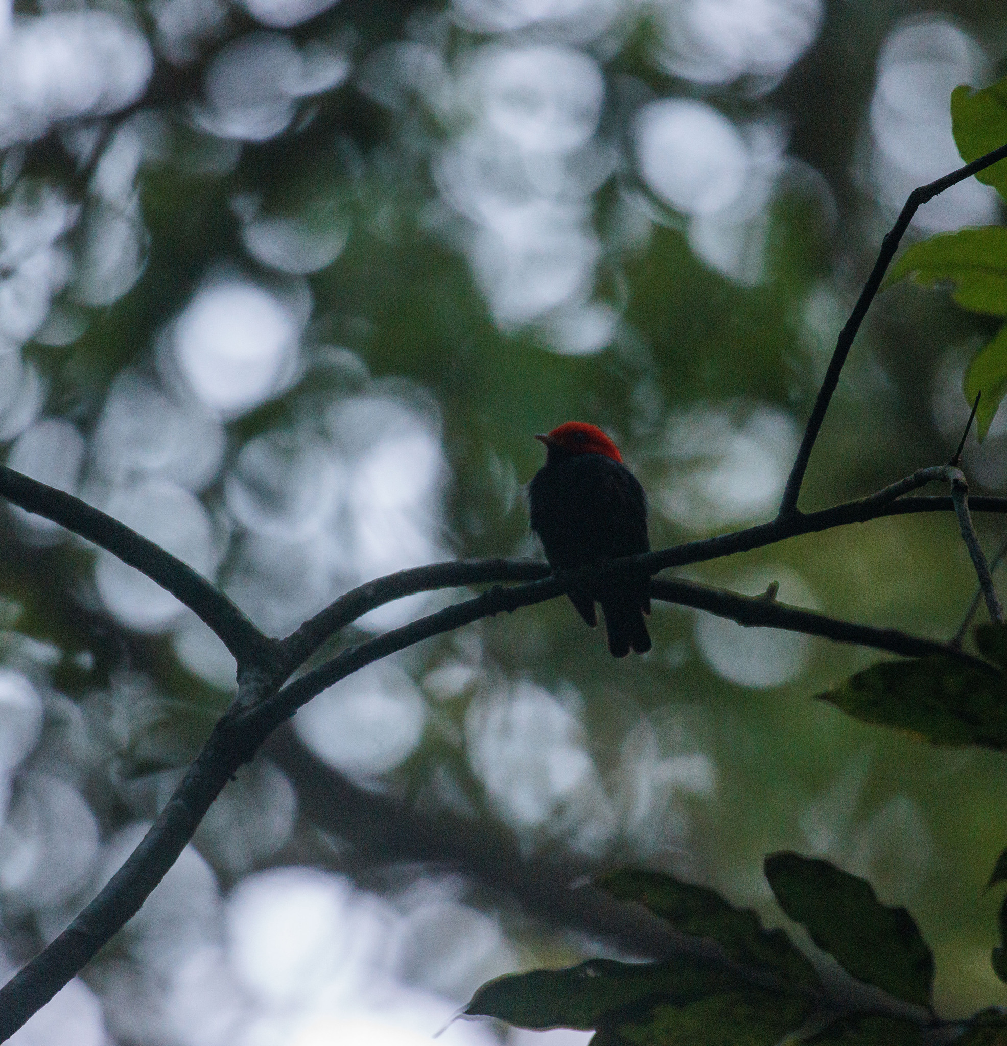 Red-headed Manakin illustration